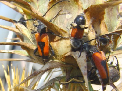 COLEOTTERI NEL FORUM - Famiglia Cleridae